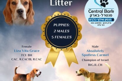 Pivco Dogs Club גורי ביגל מתועדים 31.05.2024