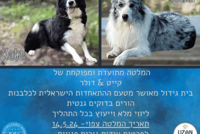 גורי בורדר קולי