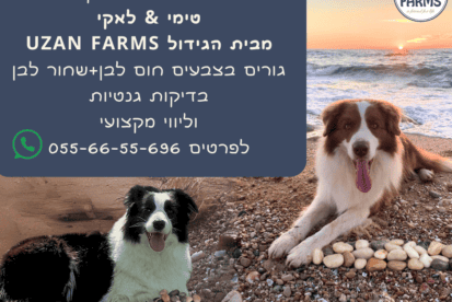 גורי בורדר קולי