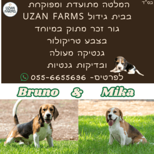 גור ביגל