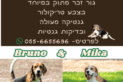 גור ביגל