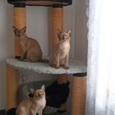 Burmese kittens