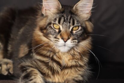 American Maine Coon