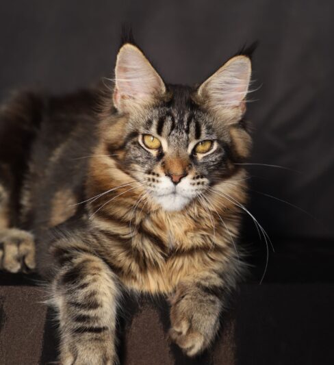 American Maine Coon