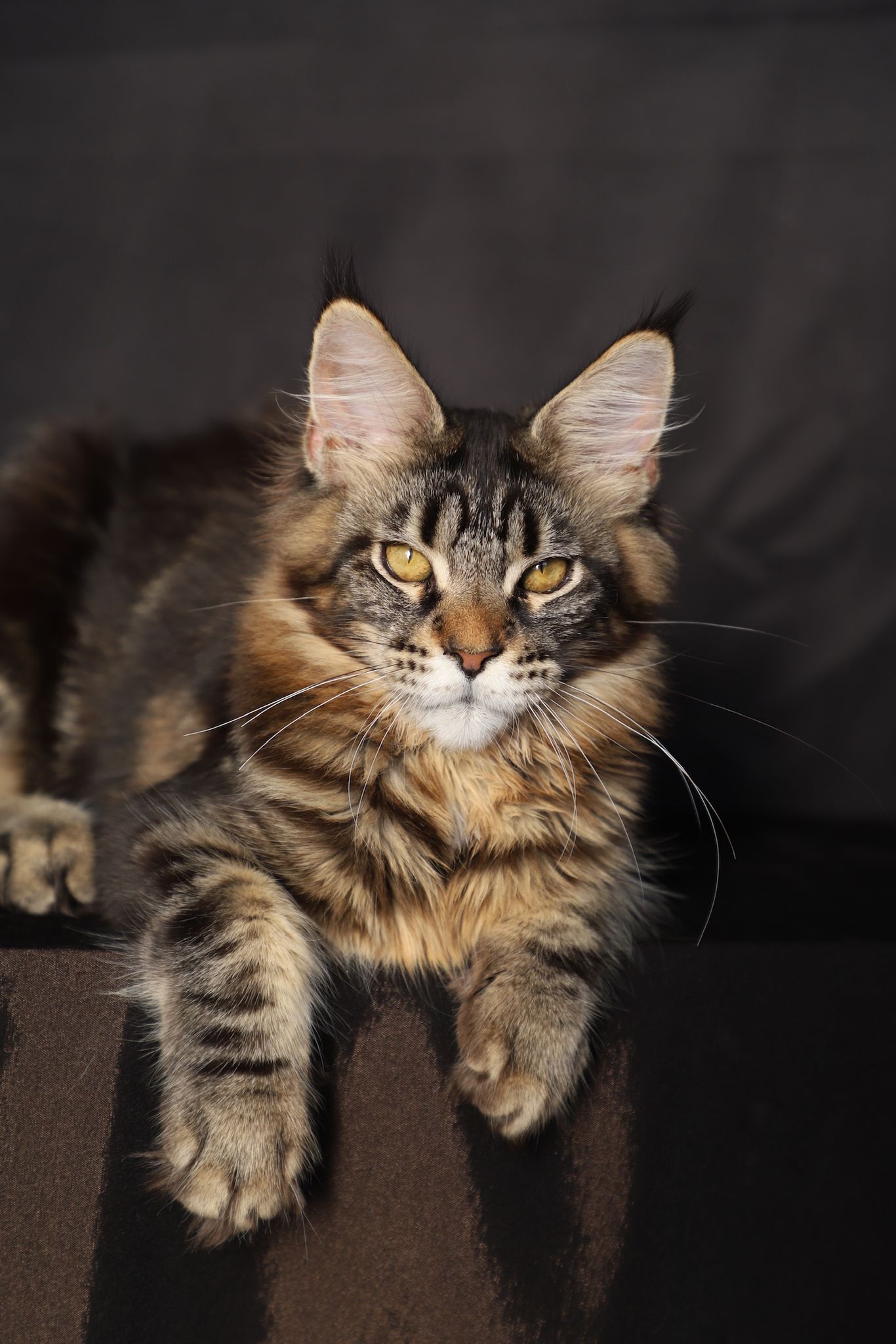 American Maine Coon