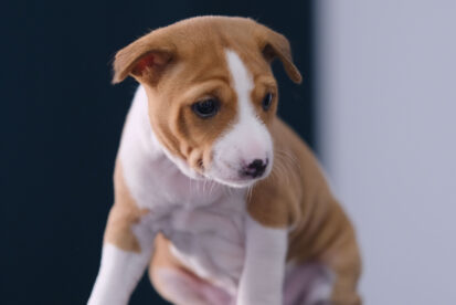 (male) Basenji puppy