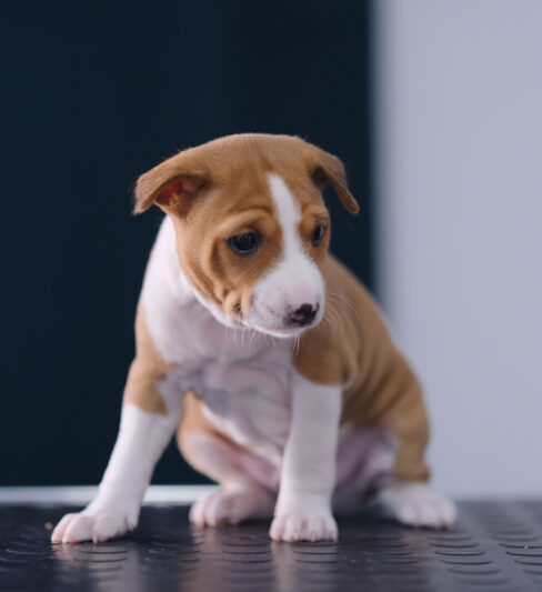 (male) Basenji puppy