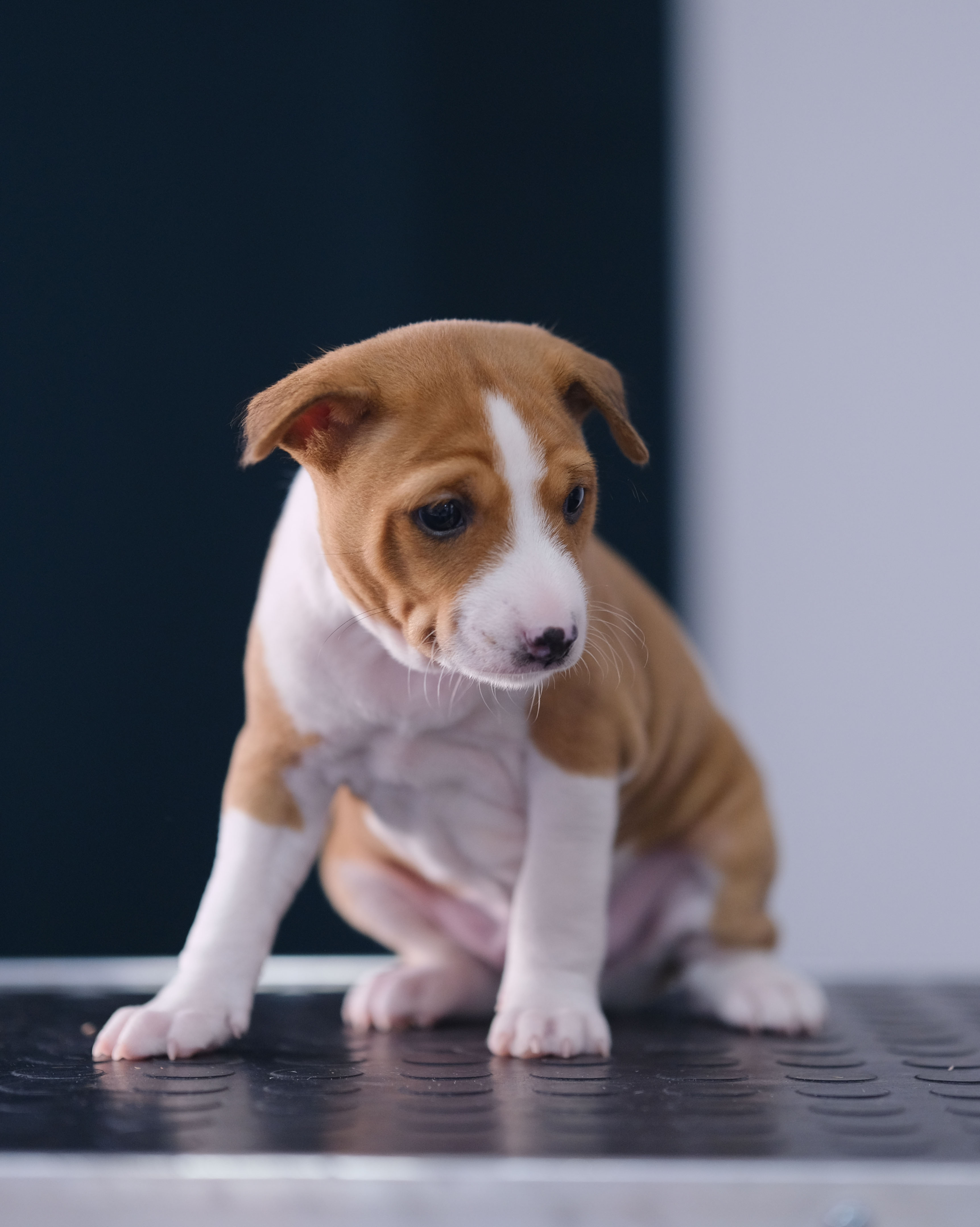 (male) Basenji puppy